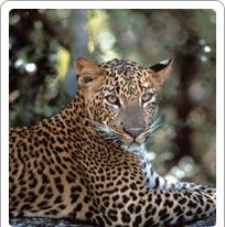 Darrah Wildlife Sanctuary, Kota