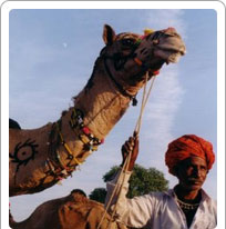 Nagaur Cattle Fair Jodhpur
